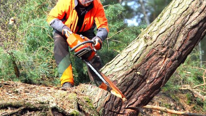 fakivágási engedély Békésszentandrás, fakivagasi engedel bekesszentandras
