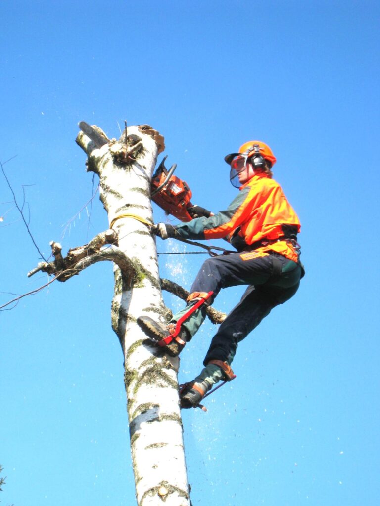fakivágás Békésszentandrás, fakivagas bekesszentandras